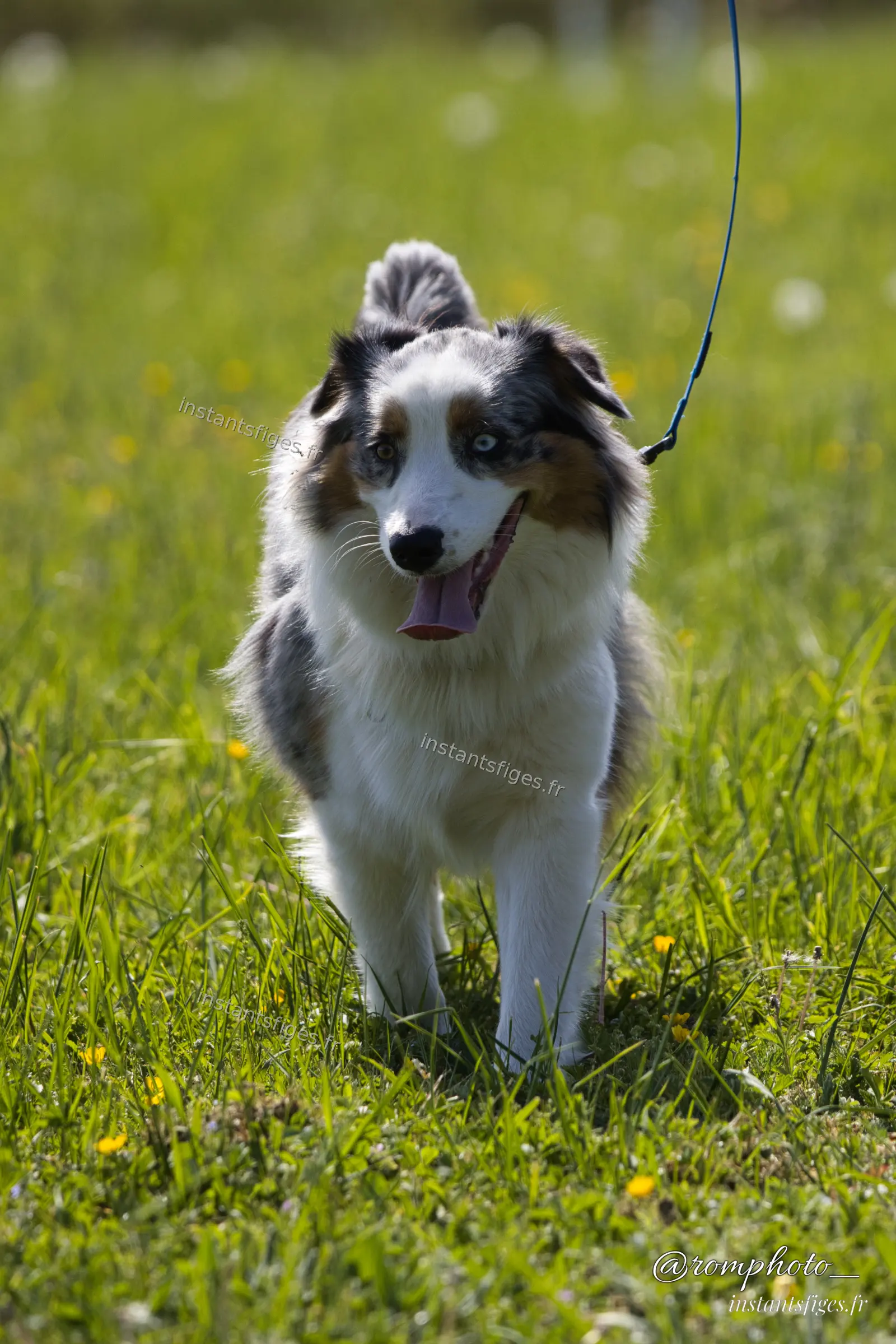 Berger australien merle bleu aux yeux vairons, en laisse dans l'herbe