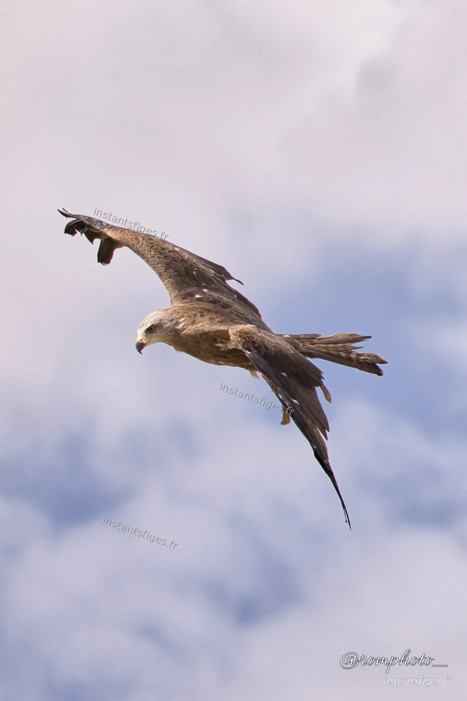 Rapace de type milan en piqué, ailes repliées, sur ciel nuageux
